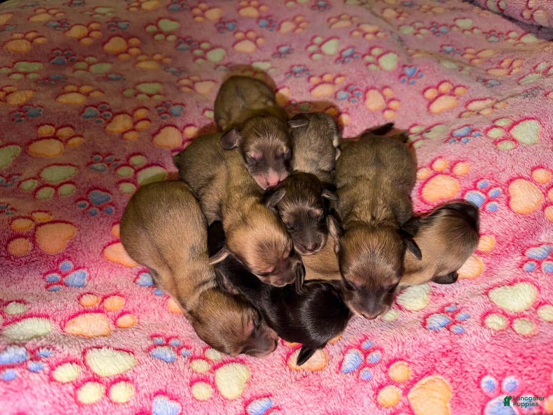 Miniature Dachshund dogs for sale: Cream - Ad 32