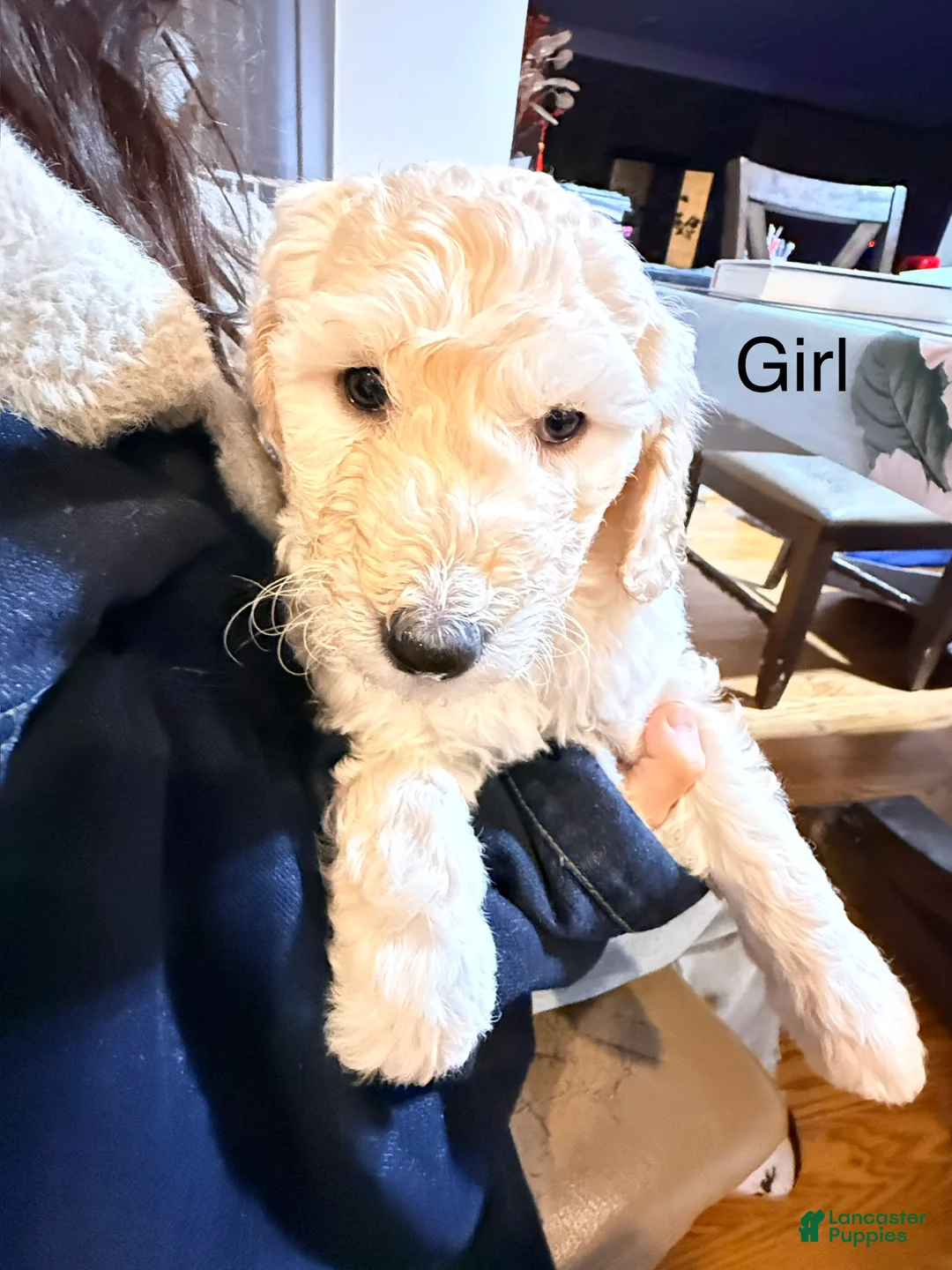 Standard Poodle dogs for sale: Standard Poodle Puppy 4 - Ad 3
