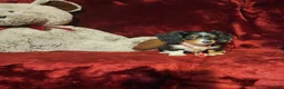 Miniature Dachshund dogs for sale: *RENO* - Ad 9