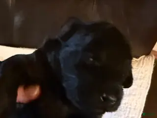 Mini Goldendoodle dogs Mini Goldendoodle Puppy 2 - Ad 7