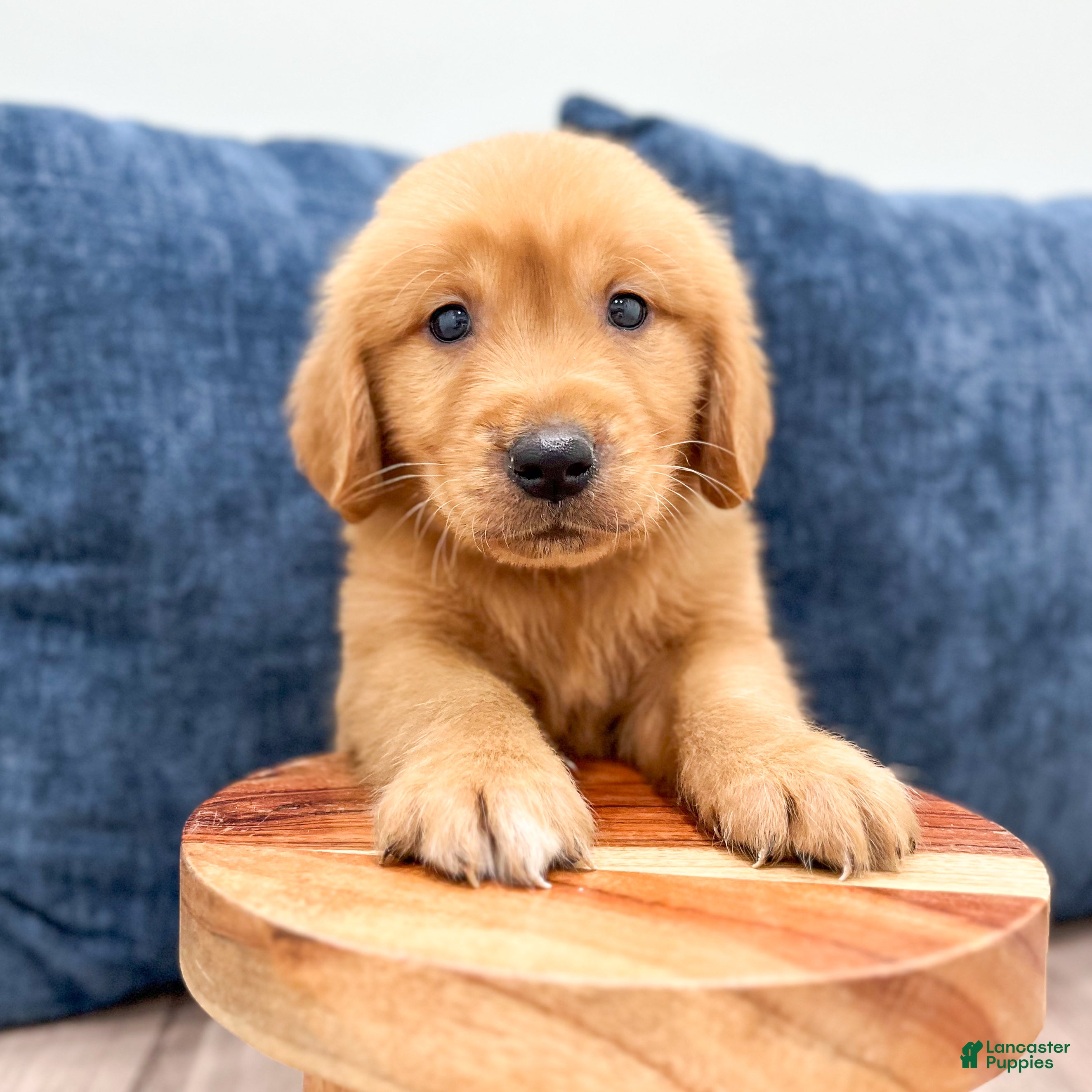 Golden Retriever dogs Champ - Ad 2