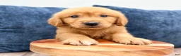 Golden Retriever dogs for sale: Champ - Ad 2