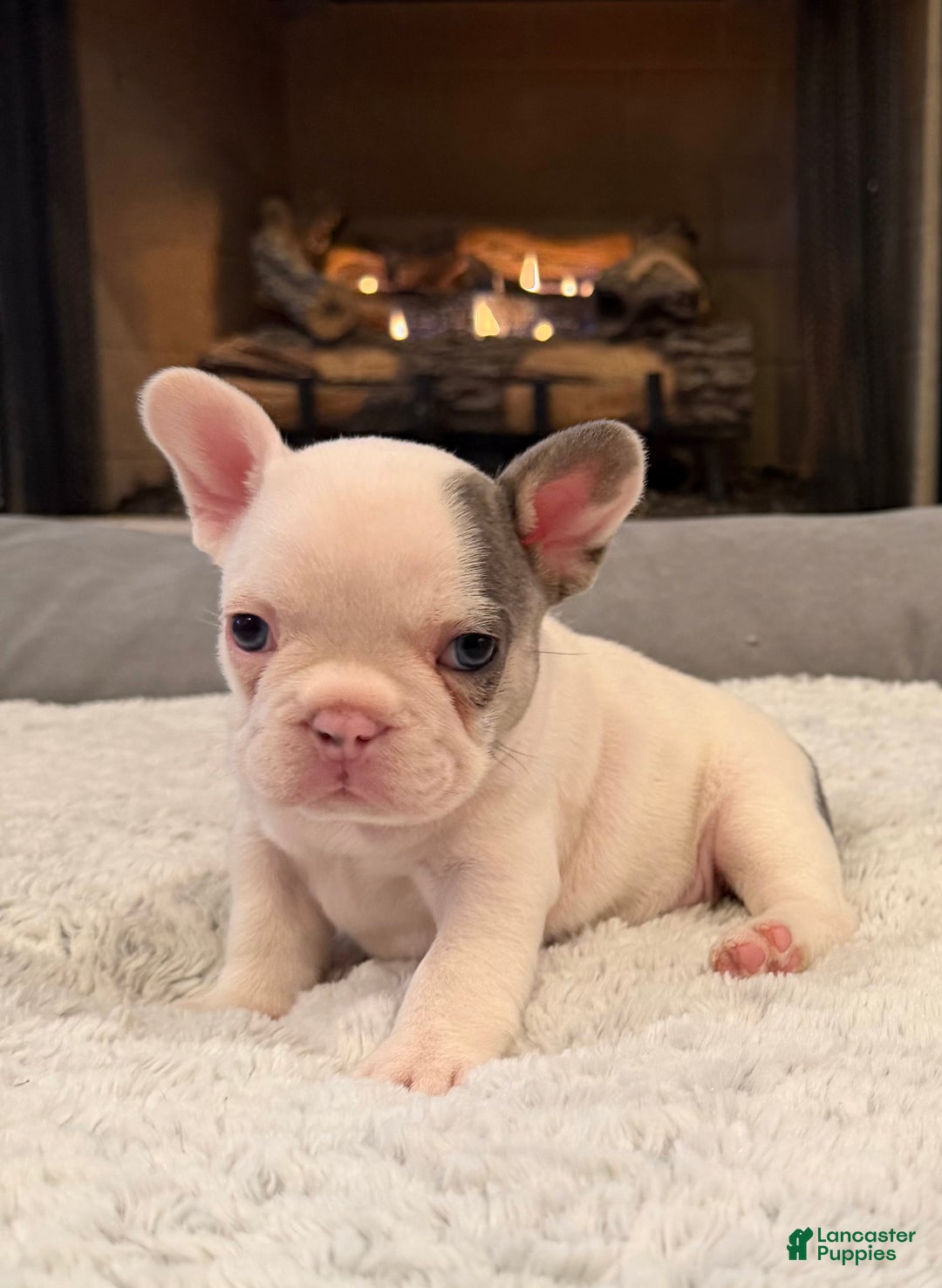 French Bulldog dogs for sale: Spanky - Ad 4