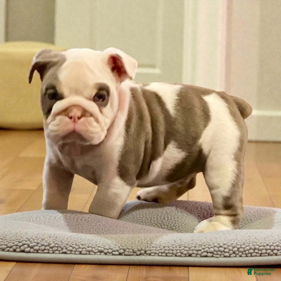 English Bulldog dogs for sale: Romeo - Ad 3
