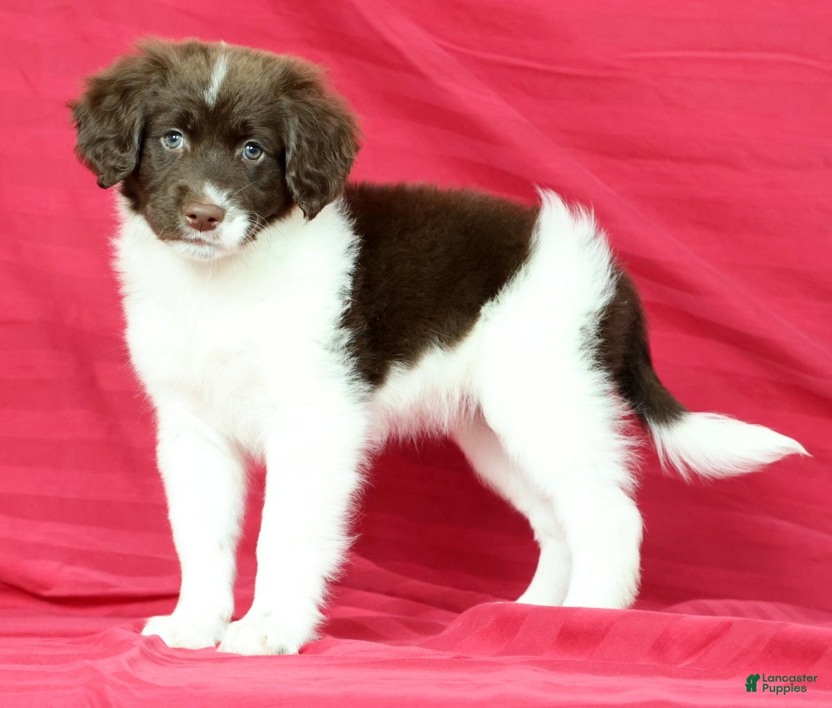 Portuguese Water Dog dogs Maggie - Ad 1