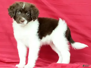 Portuguese Water Dog dogs for sale: Maggie - Ad 3