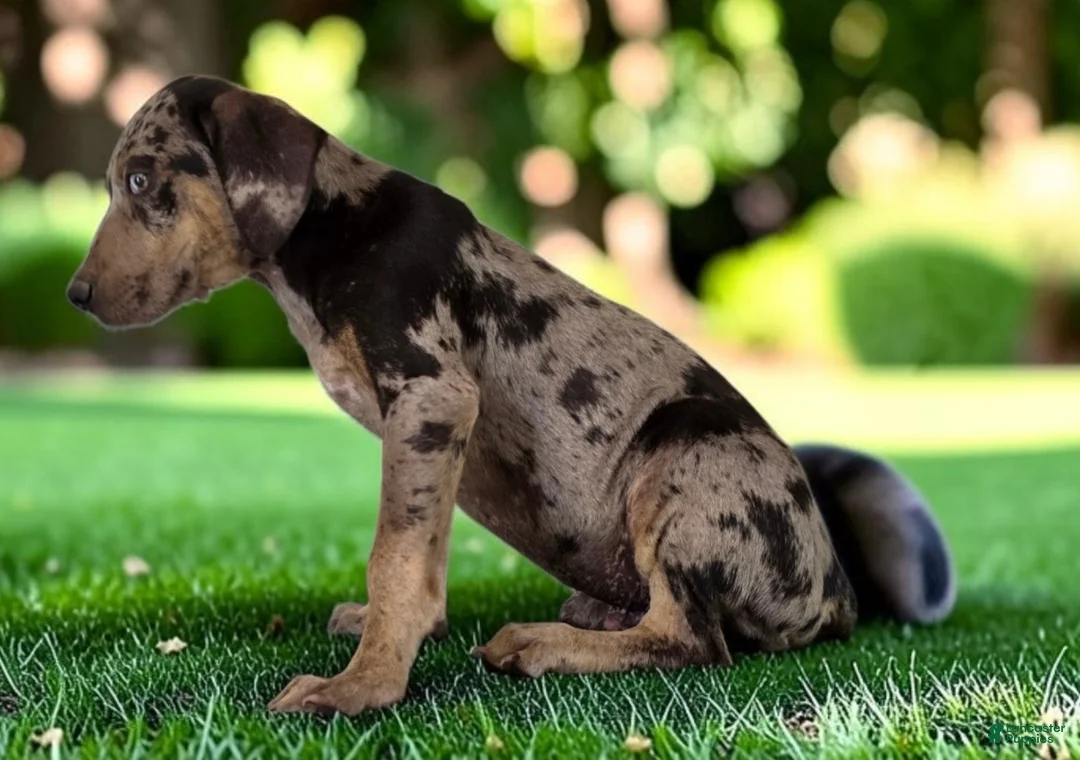 Catahoula Leopard Dog dogs for sale: Tigger 2026 Male 2 - Ad 2