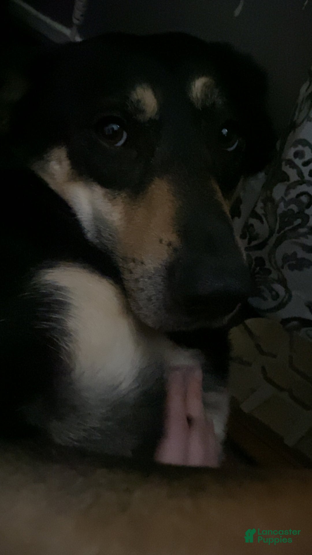 Mixed Breed dogs for sale: Mave  - Ad 2