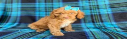 Cockapoo dogs for sale: Trixie - Ad 2