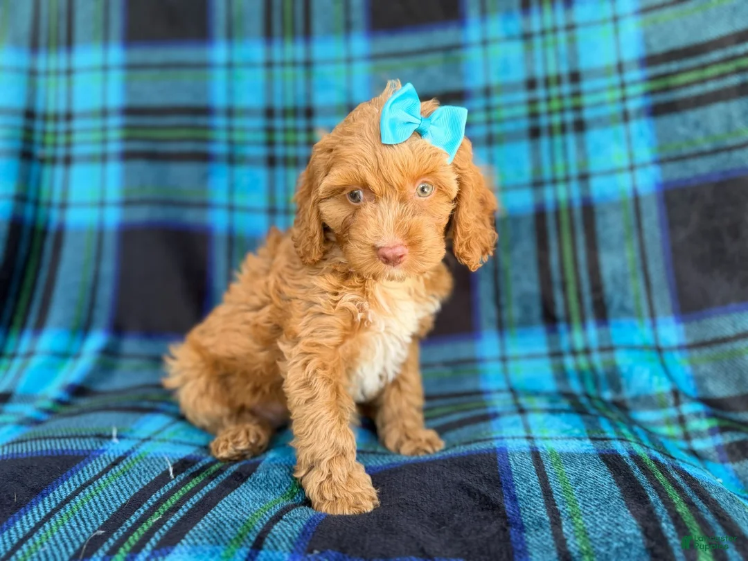 Cockapoo dogs for sale: Trixie - Ad 2