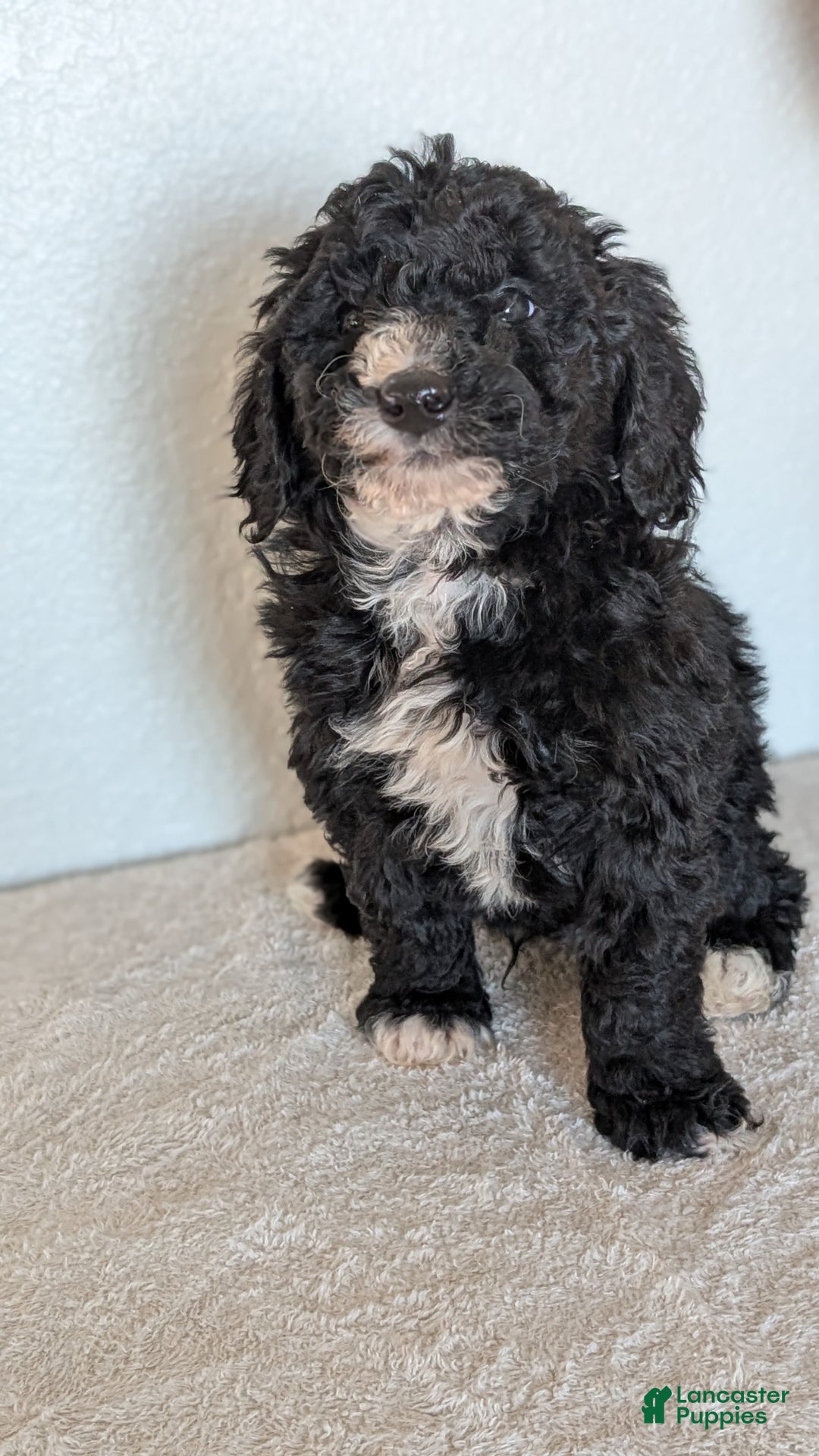 Mini Bernedoodle dogs for sale: Victor - Ad 3