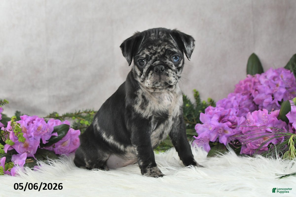 Pug dogs Gwen - Ad 1