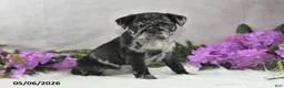 Pug dogs for sale: Gwen - Ad 1
