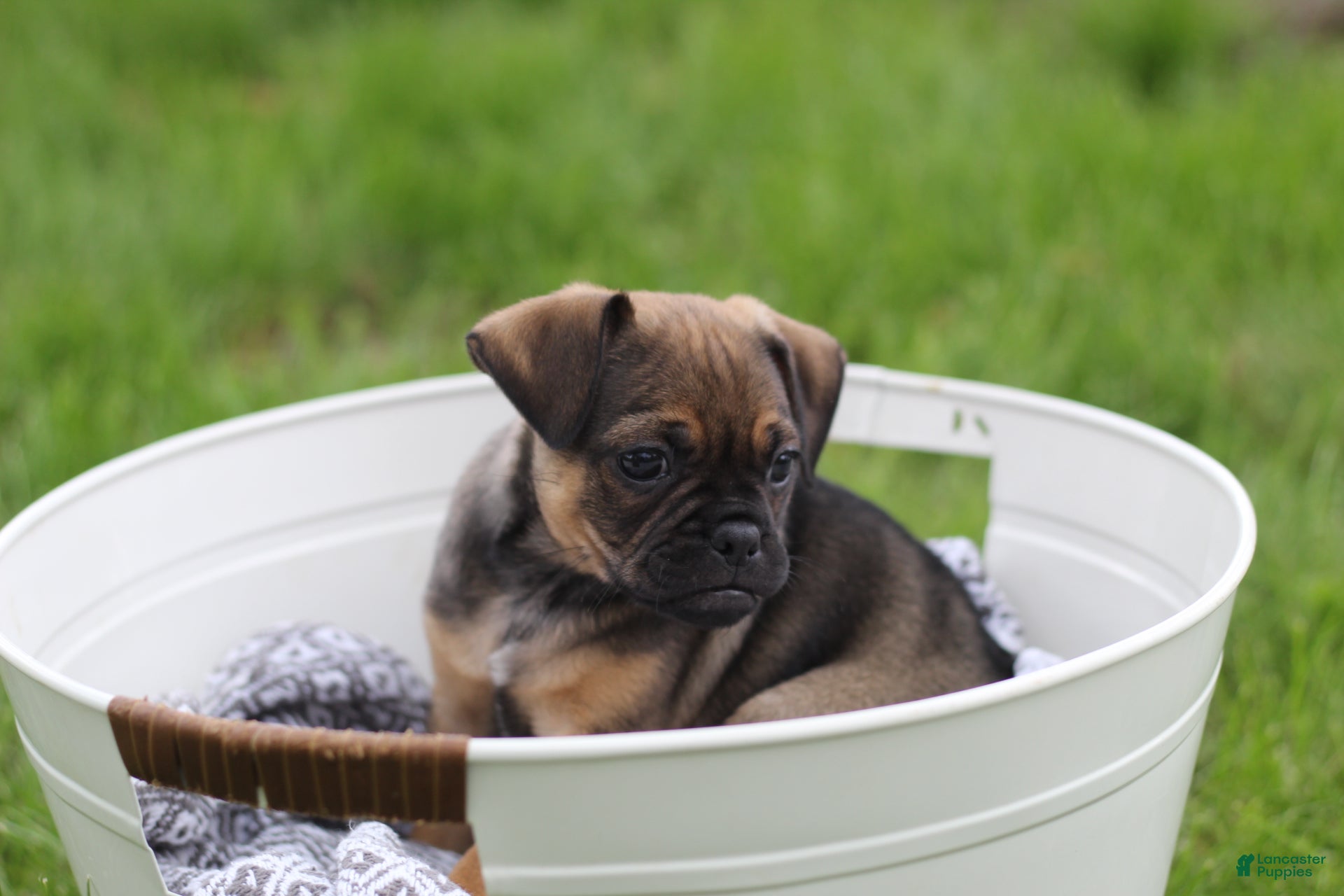 Jug dogs for sale: Phoenix  - Ad 1