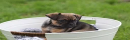 Jug dogs for sale: Phoenix  - Ad 1