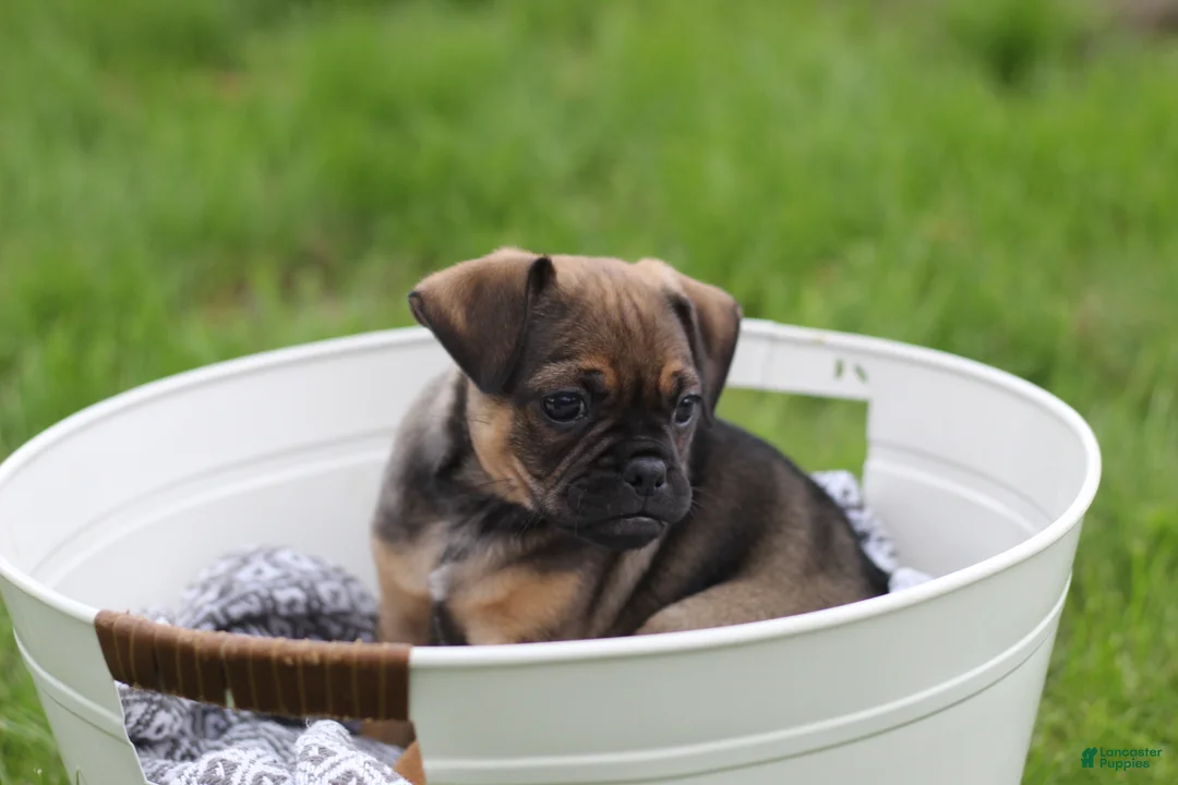 Jug dogs for sale: Phoenix  - Ad 1