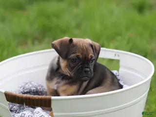 Jug dogs for sale: Phoenix - Ad 1