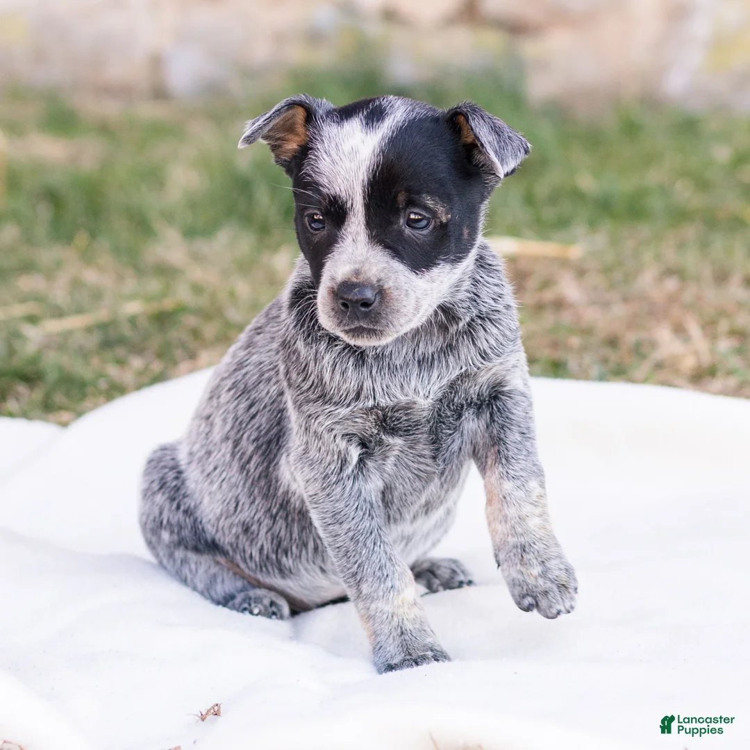 Mixed Breed dogs for sale: Hailey  - Ad 4