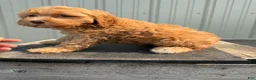 Cockapoo dogs for sale: Colleen - Ad 4
