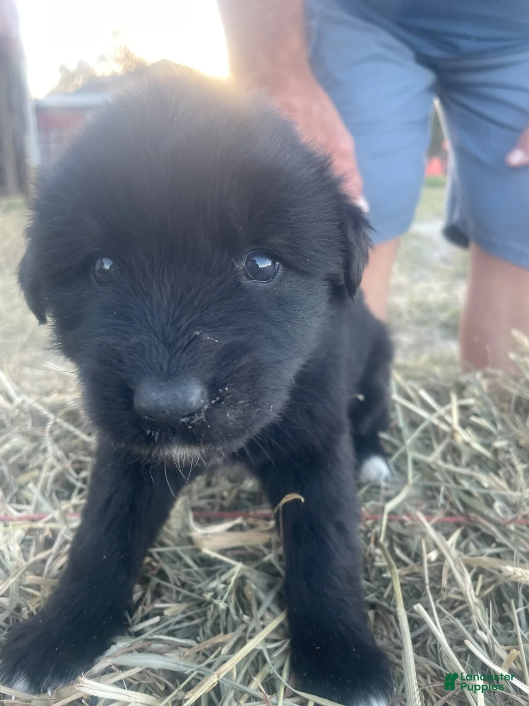 Mixed Breed dogs for sale: Mixed Breed 9 - Ad 1
