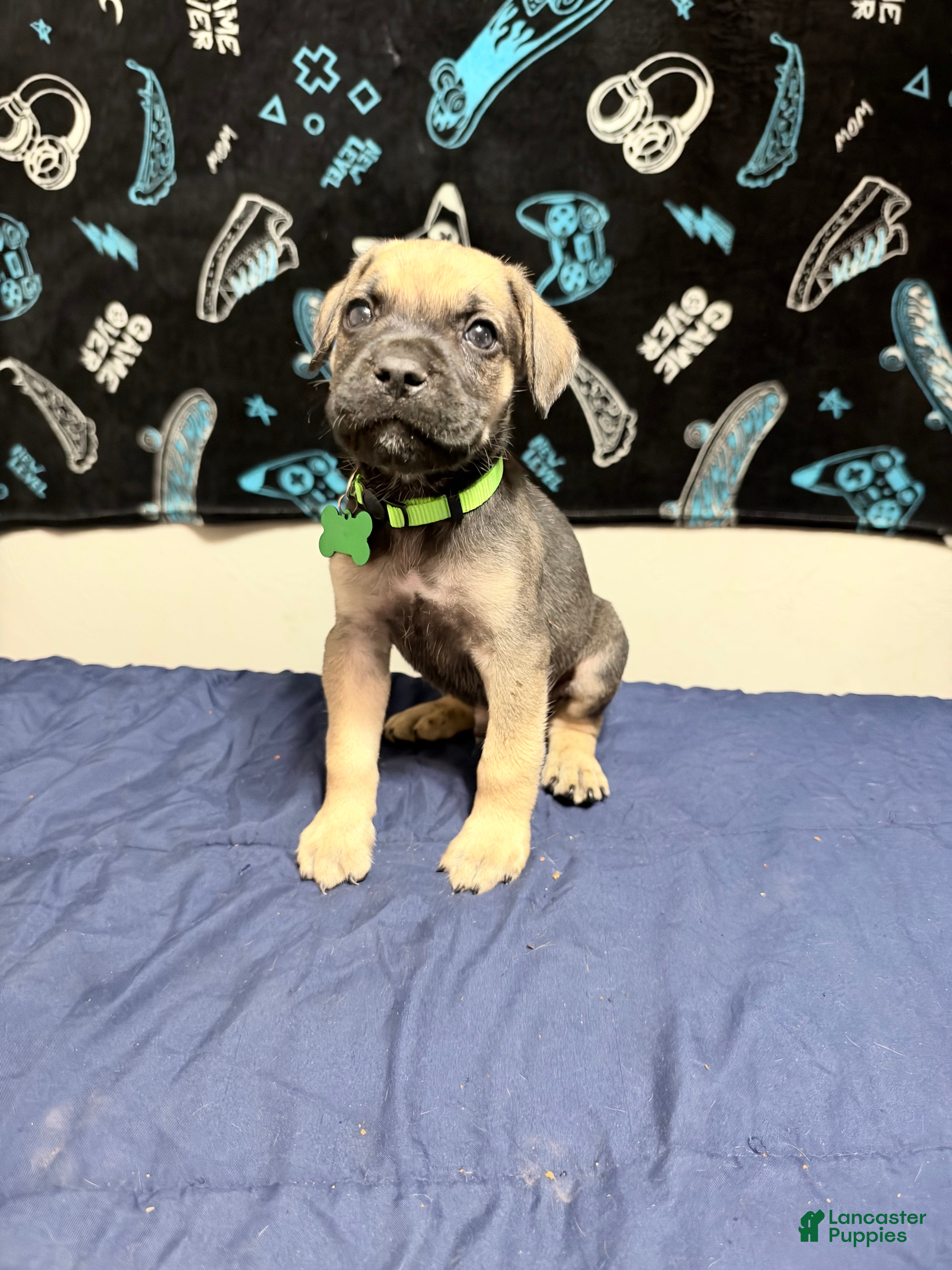 Cane Corso dogs theodore -lime green collar  - Ad 41