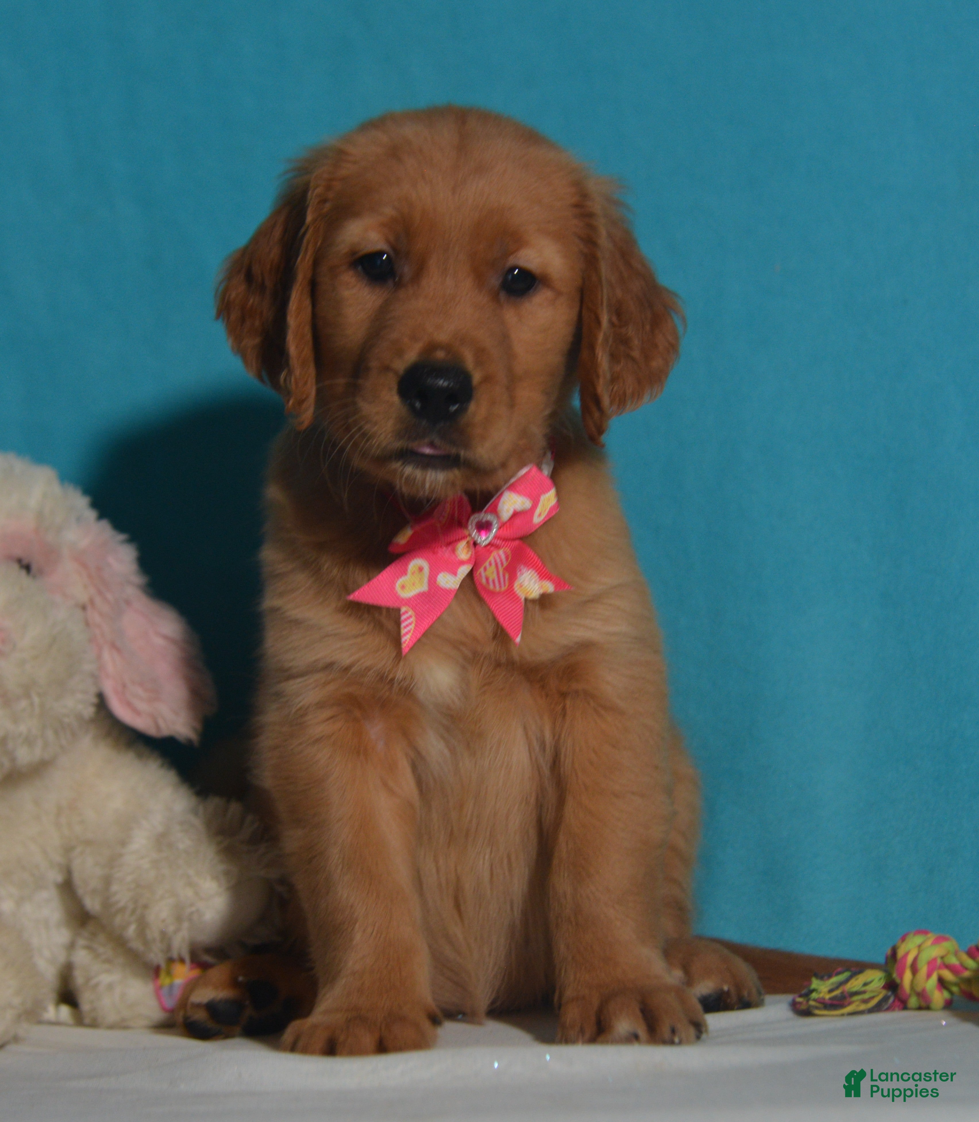Golden Retriever dogs for sale: Bethany - Ad 2