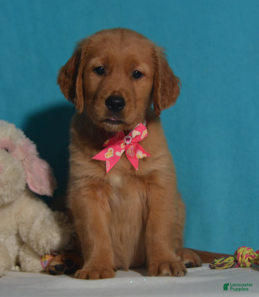 Golden Retriever dogs for sale: Bethany - Ad 2