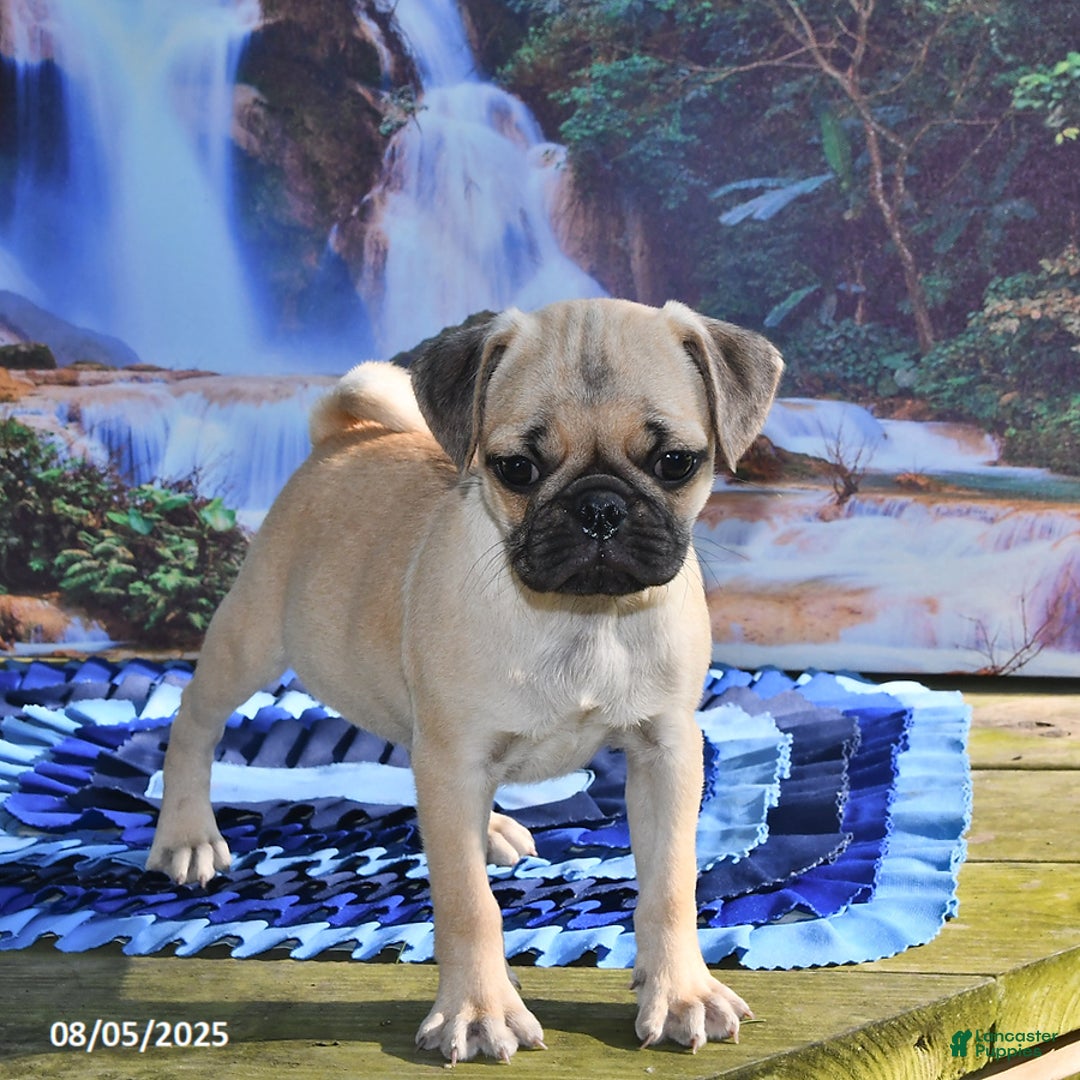 Pug dogs for sale: Sparky - Ad 21