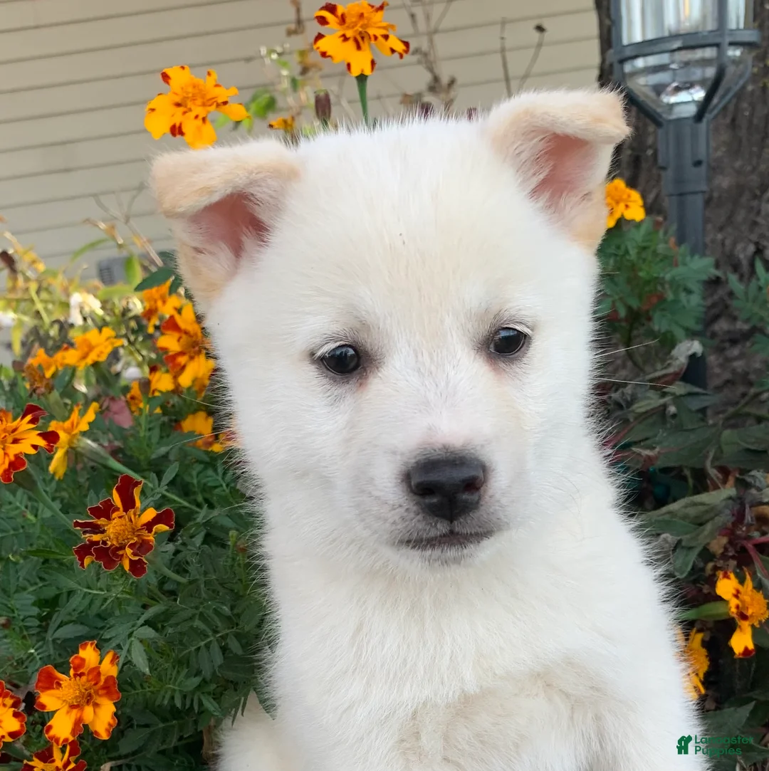 Alaskan Klee Kai dogs for sale: Fun Little Taz~! - Ad 2