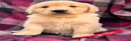 Golden Retriever dogs for sale: Puppy 4 - Ad 4