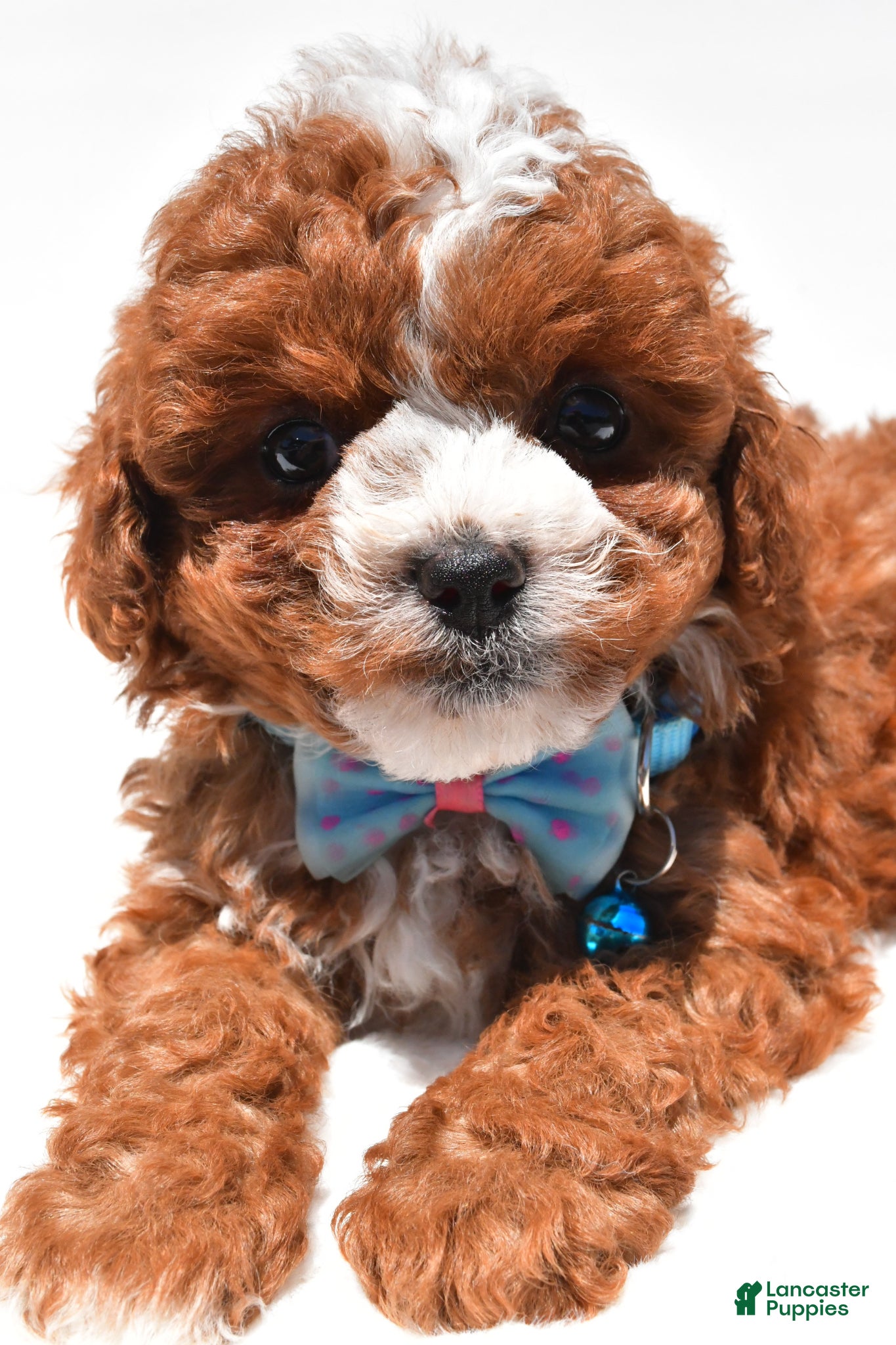 Cavapoo dogs for sale: Sammy f1b - Ad 5