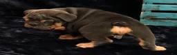 English Bulldog dogs for sale: Tinker - Ad 9