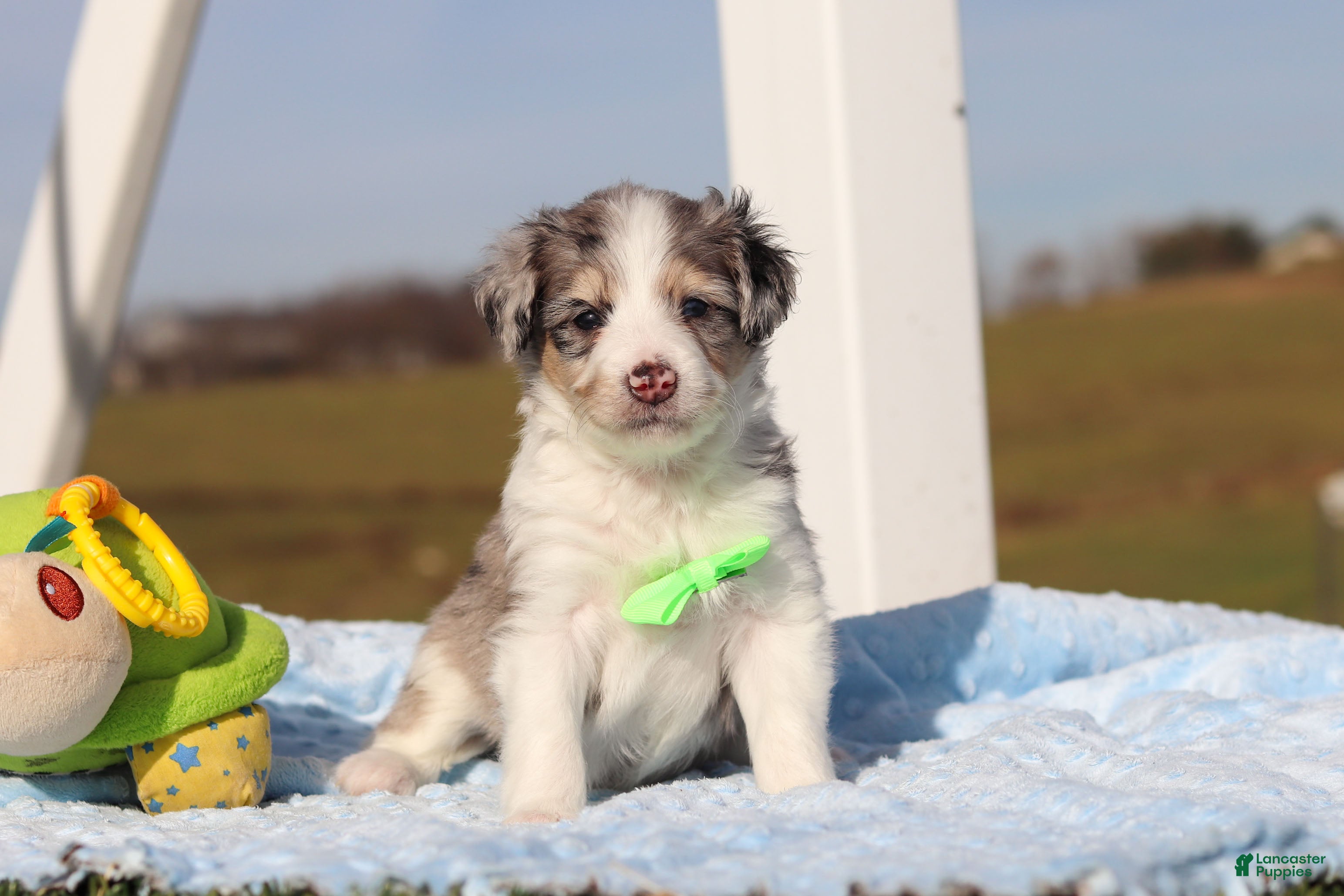 Mini Bernedoodle dogs Edgar - Ad 21