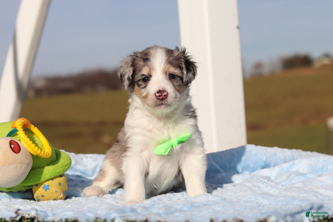 Mini Bernedoodle dogs for sale: Edgar - Ad 1