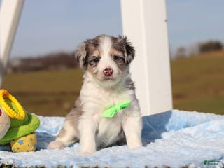 Mini Bernedoodle dogs Edgar - Ad 33