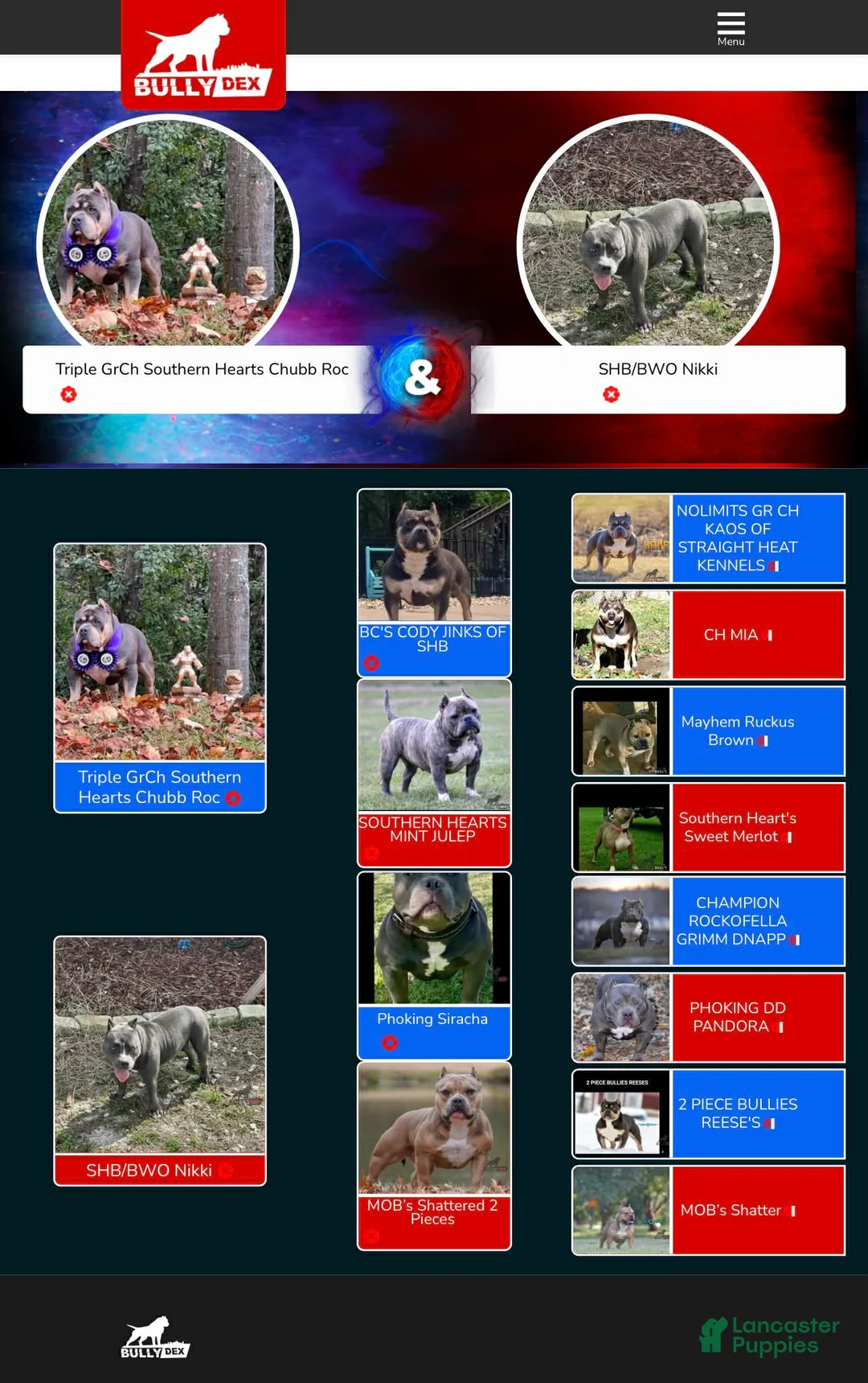 American Bully dogs for sale: American Bully Puppy 2 - Ad 3