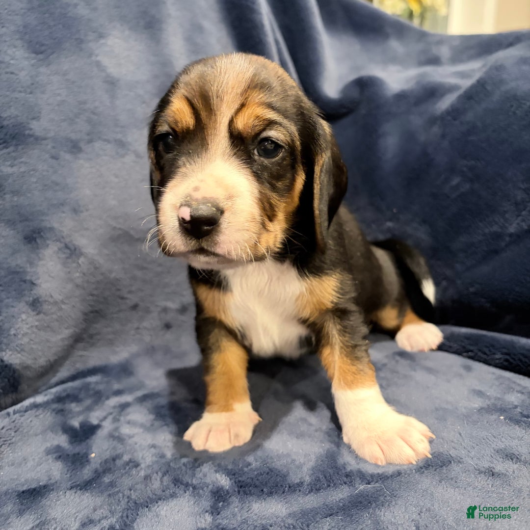 Beagle dogs for sale: Beagle Puppy 3 - Ad 8
