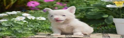 Welsh Corgi Pembroke dogs for sale: Crystal - Ad 5