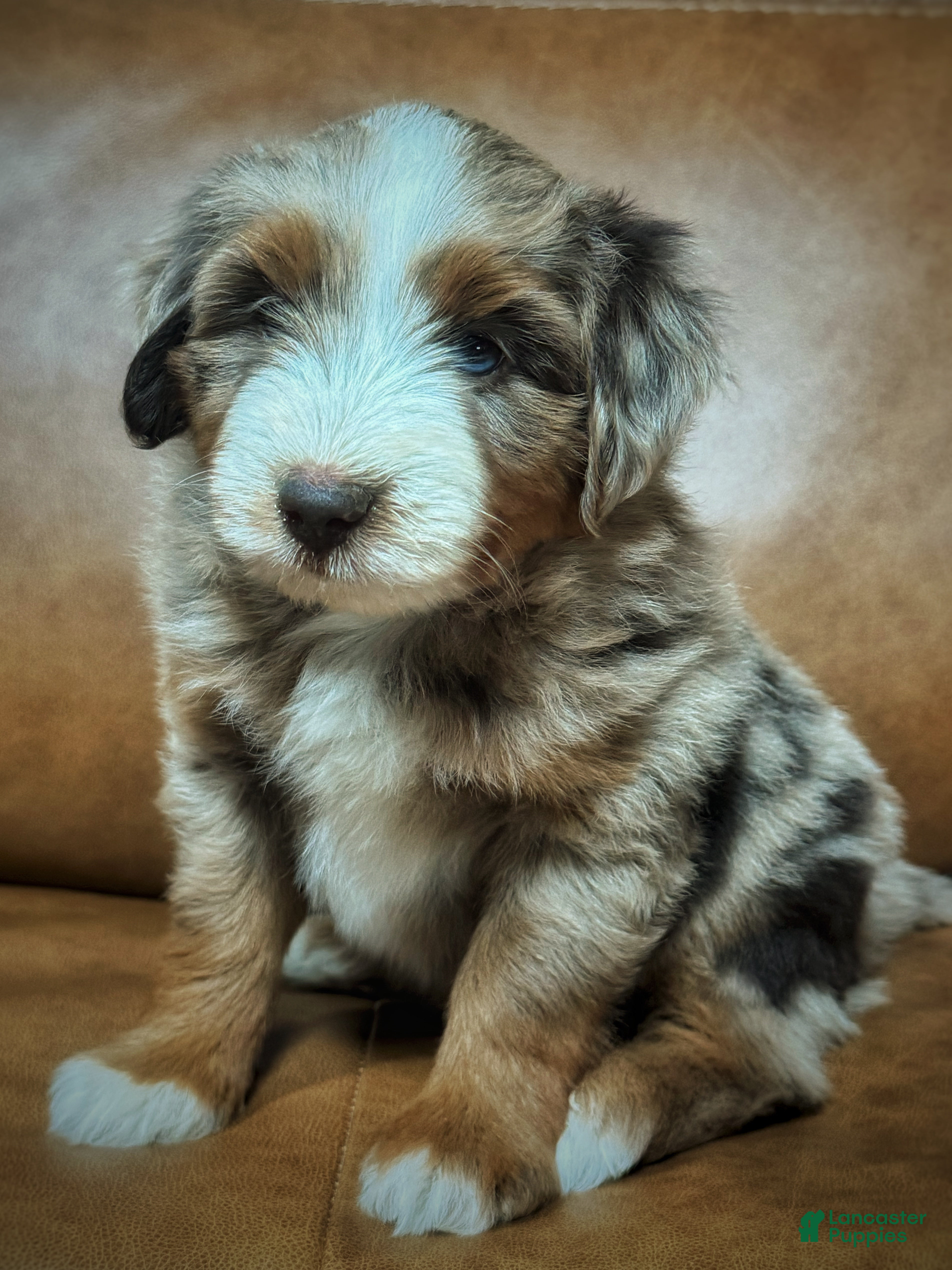 Mixed Breed dogs Australian Mountain Doodle Mr. Zuckerman - Ad 1