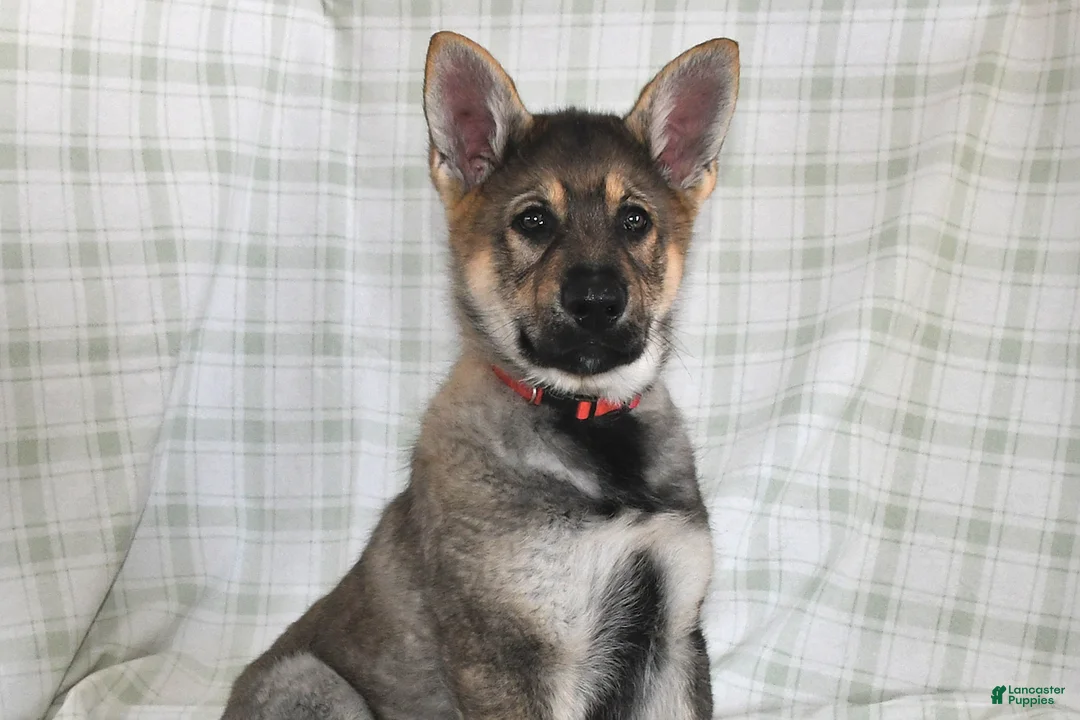 German Shepherd dogs for sale: Mason - Ad 4