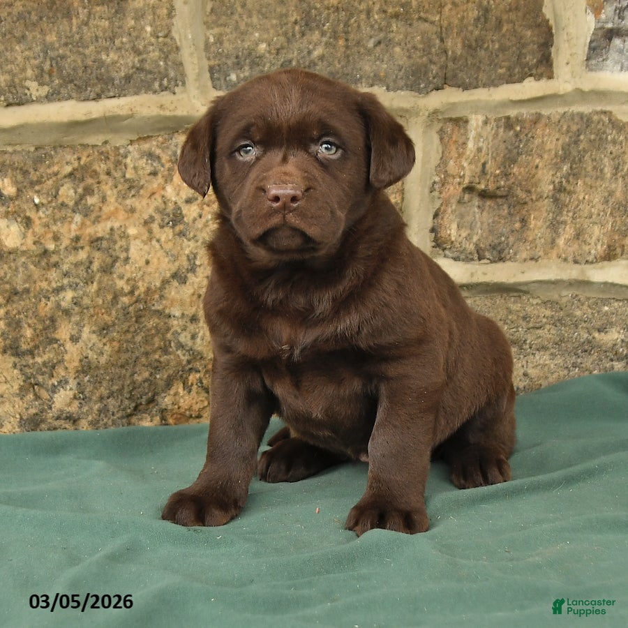 Labrador Retriever dogs Ivy - Ad 2