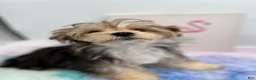 Morkie dogs for sale: Aspen - Ad 5