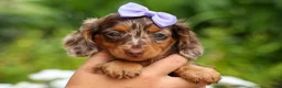 Miniature Dachshund dogs for sale: Isabelle🩷  - Ad 19