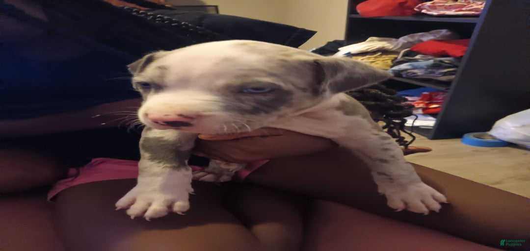 Gallery Image {{count}}