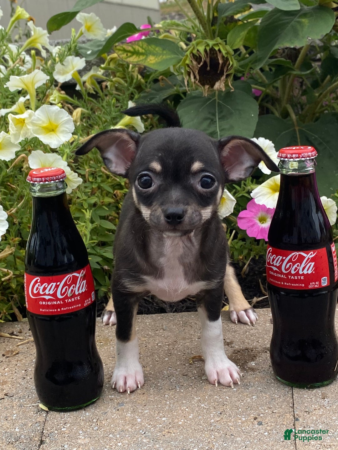 Chihuahua dogs for sale: Foxy  - Ad 4