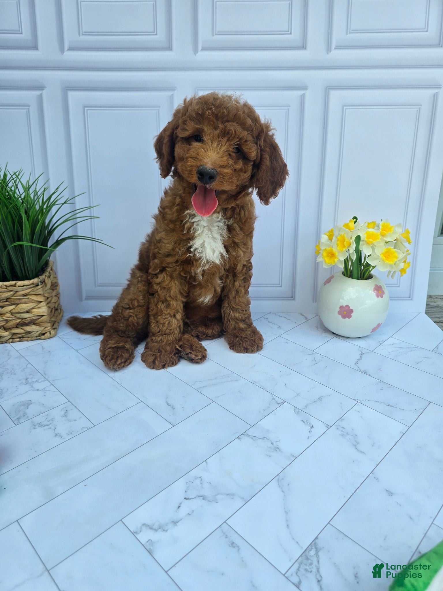 Mini Goldendoodle dogs Mini Goldendoodle 1 - Ad 1