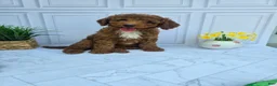 Mini Goldendoodle dogs for sale: Mini Goldendoodle 1 - Ad 1