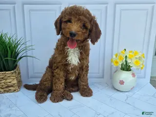 Mini Goldendoodle dogs for sale: Mini Goldendoodle 1 - Ad 3