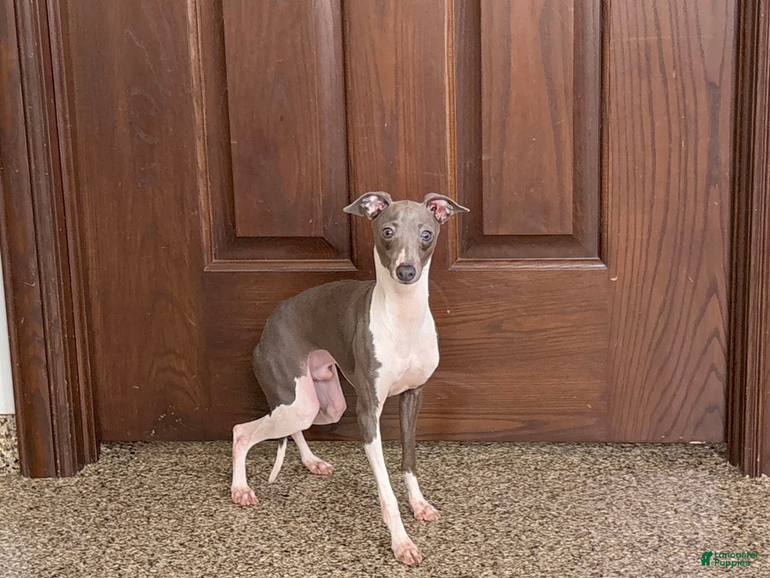 Italian Greyhound dogs for sale: Clayton - Ad 8