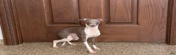 Italian Greyhound dogs for sale: Clayton - Ad 8